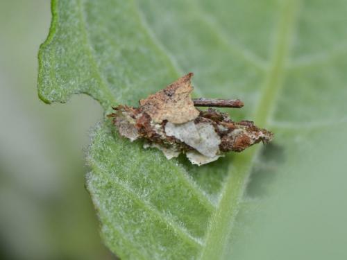 Proutia betulina